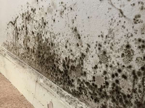 Common Types of Mould