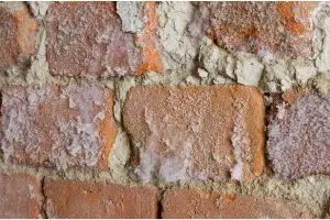 mould outside wall